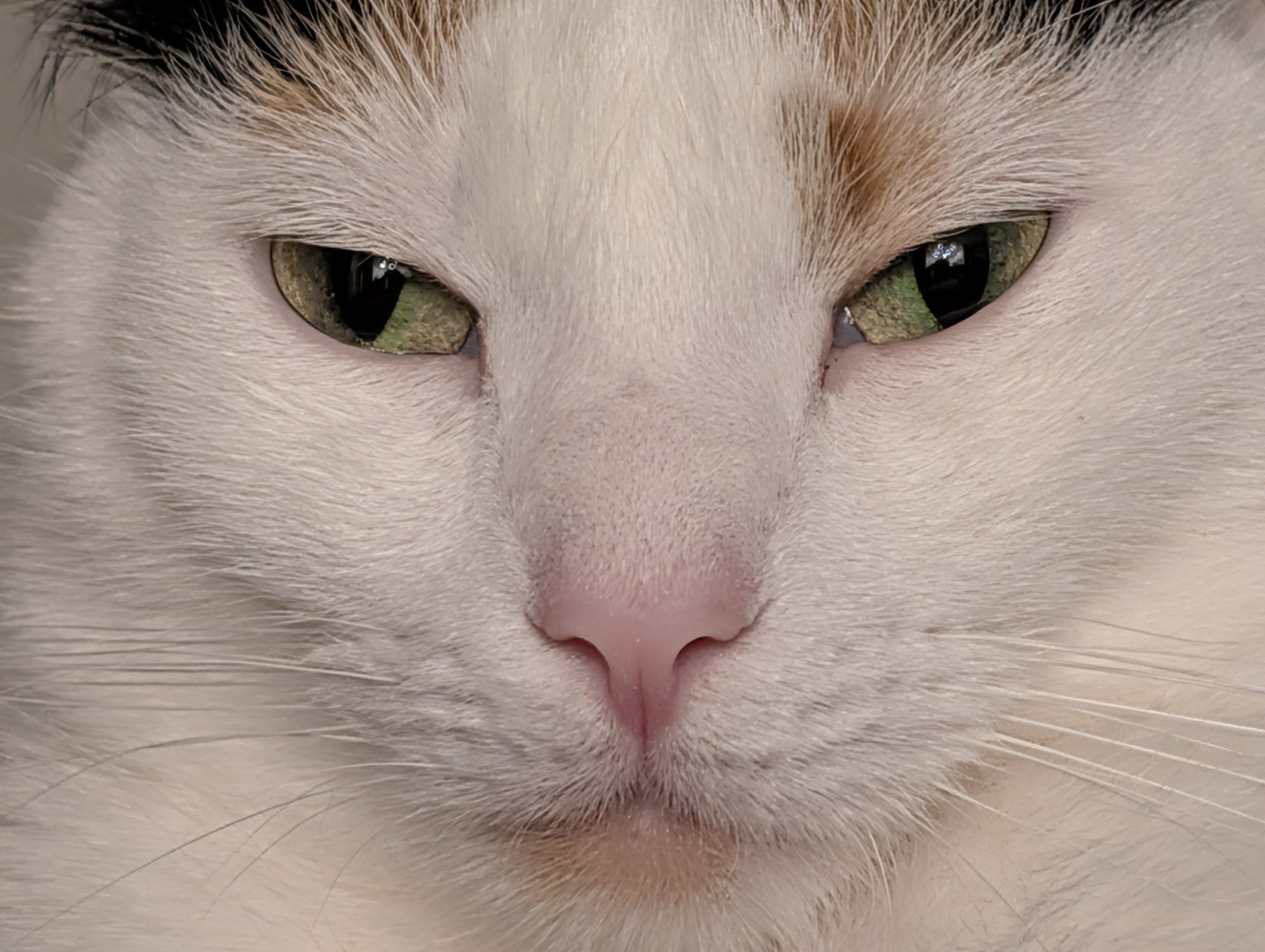 GaticaStaringCloseup.jpg
